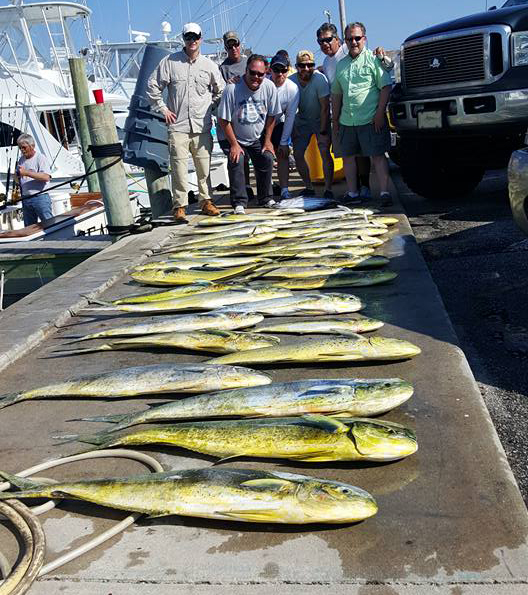 Over 500 lbs of Mahi!!!